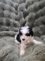 Snoopy, a male Cavapoo for sale in Pittsford, MI – 3 of 7