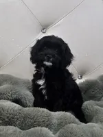 Charlie REDUCED $, a male Cavapoo for sale in Pittsford, MI – 1 of 10