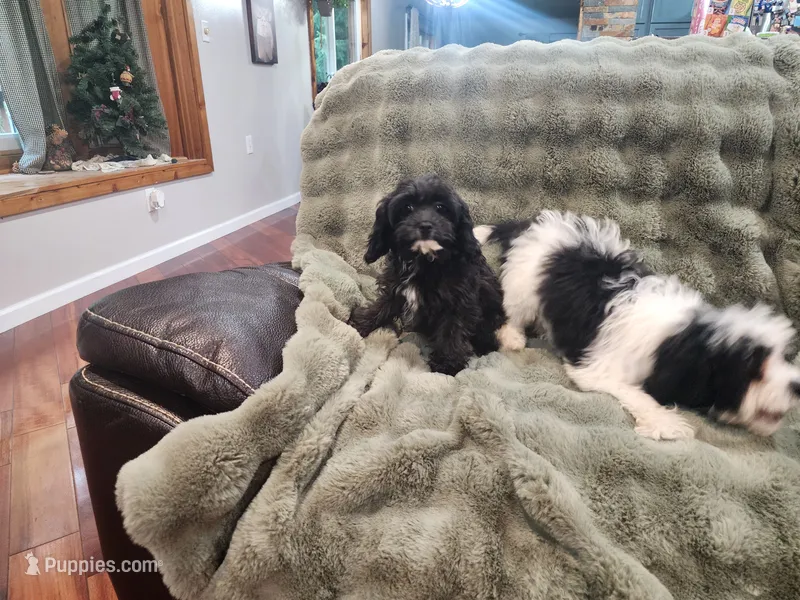 Charlie F1 – Cavapoo puppy for sale in Pittsford, MI