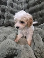 Linus, a male Cavapoo for sale in Pittsford, MI – 2 of 7
