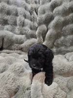 Charlie , a male Cavapoo for sale in Pittsford, MI – 5 of 8