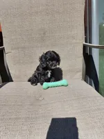 Charlie F1, a male Cavapoo for sale in Pittsford, MI – 5 of 10