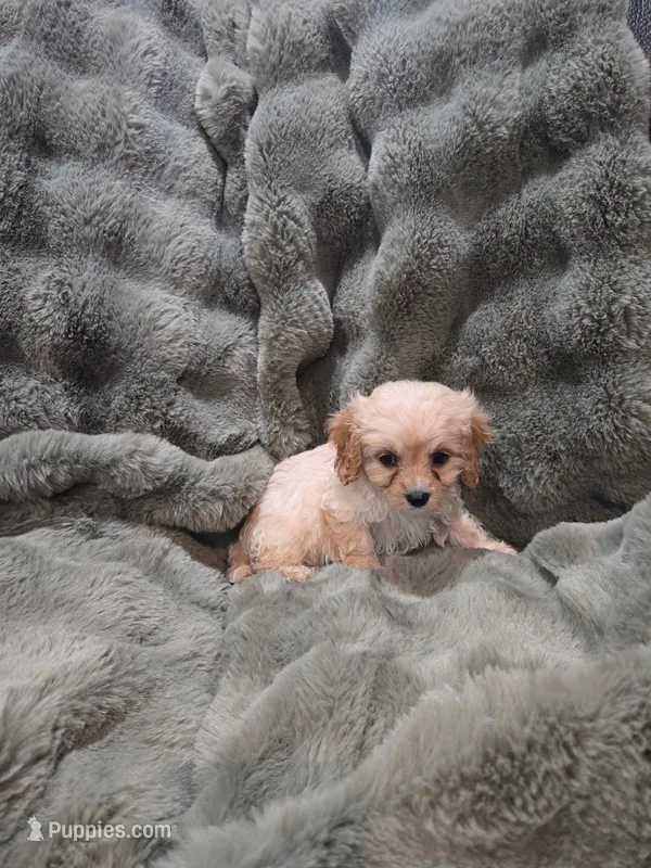 Bella – Cavapoo puppy on hold in Pittsford, MI