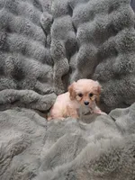 Bella, a female Cavapoo for sale in Pittsford, MI – 1 of 5