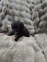 Charlie , a male Cavapoo for sale in Pittsford, MI – 6 of 8