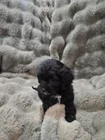 Charlie , a male Cavapoo for sale in Pittsford, MI – 3 of 8