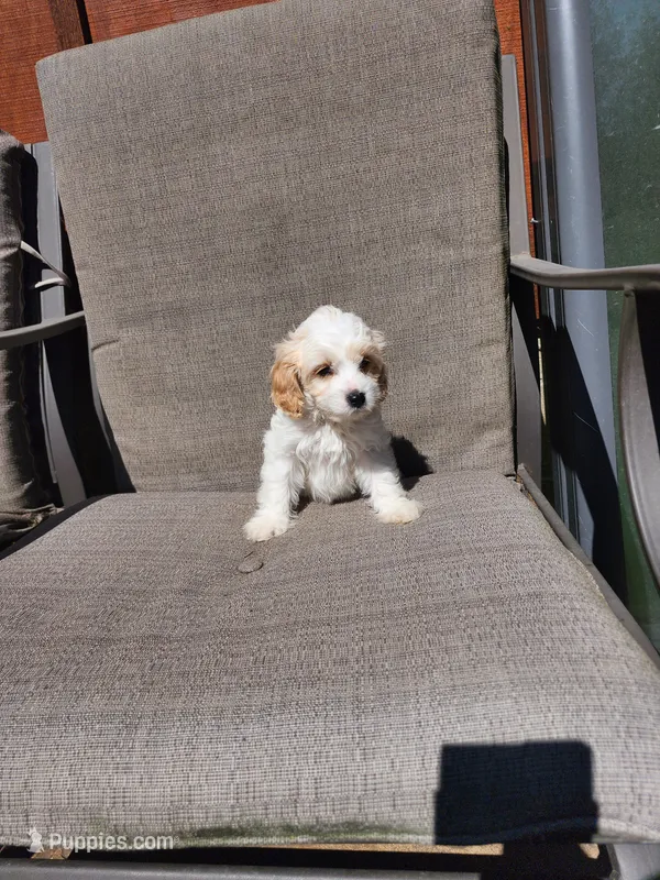 Linus – Cavapoo puppy for sale in Pittsford, MI