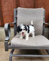 Snoopy REDUCED $, a male Cavapoo for sale in Pittsford, MI – 6 of 10