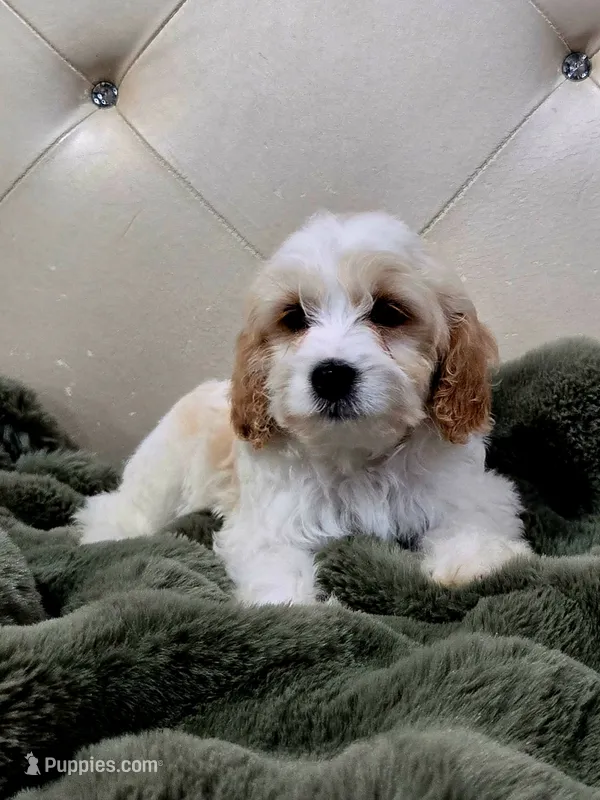 Linus F1 – Cavapoo puppy for sale in Pittsford, MI
