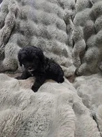 Charlie , a male Cavapoo for sale in Pittsford, MI – 7 of 8