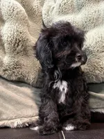 Charlie REDUCED $, a male Cavapoo for sale in Pittsford, MI – 5 of 10