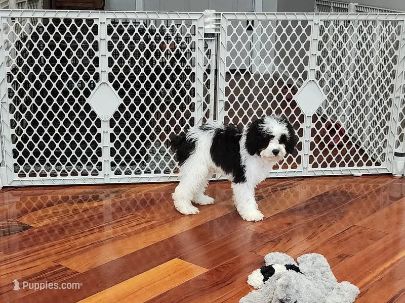 Snoopy – Cavapoo puppy for sale in Pittsford, MI