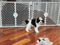 Snoopy, a male Cavapoo for sale in Pittsford, MI – 1 of 9