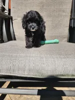 Charlie F1, a male Cavapoo for sale in Pittsford, MI – 1 of 10