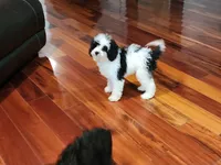 Snoopy, a male Cavapoo for sale in Pittsford, MI – 3 of 9