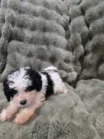 Snoopy, a male Cavapoo for sale in Pittsford, MI – 4 of 7