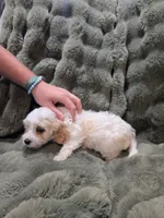 Linus, a male Cavapoo for sale in Pittsford, MI – 7 of 7