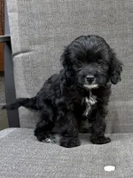 Charlie REDUCED $, a male Cavapoo for sale in Pittsford, MI – 8 of 10