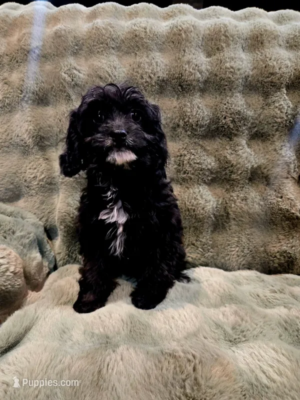 Charlie F1 – Cavapoo puppy for sale in Pittsford, MI