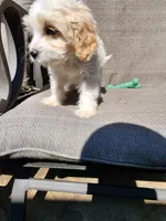 Linus F1, a male Cavapoo for sale in Pittsford, MI – 8 of 9