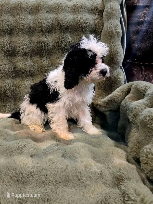 Snoopy F1 – Cavapoo puppy for sale in Pittsford, MI