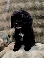 Charlie REDUCED $, a male Cavapoo for sale in Pittsford, MI – 2 of 10