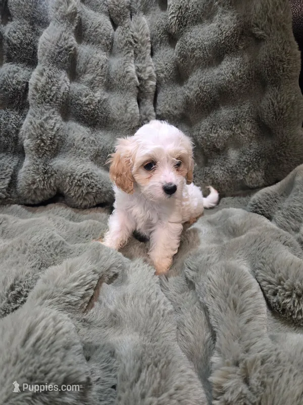 Linus – Cavapoo puppy for sale in Pittsford, MI