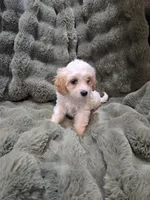 Linus, a male Cavapoo for sale in Pittsford, MI – 1 of 7