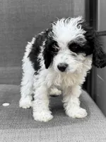 Snoopy REDUCED $, a male Cavapoo for sale in Pittsford, MI – 4 of 10