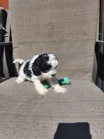 Snoopy F1, a male Cavapoo for sale in Pittsford, MI – 10 of 10