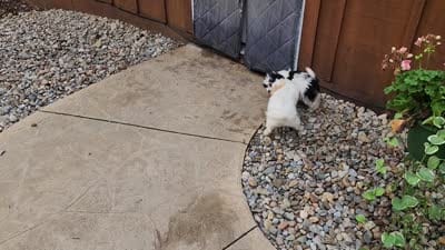 Charlie REDUCED $, a male Cavapoo for sale in Pittsford, MI – 10 of 10