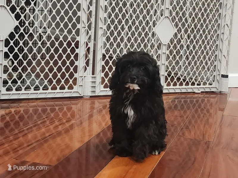 Charlie F1 – Cavapoo puppy for sale in Pittsford, MI