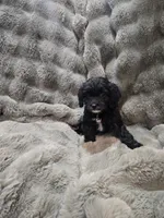 Charlie , a male Cavapoo for sale in Pittsford, MI – 2 of 8