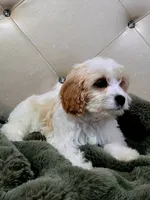 Linus REDUCED $, a male Cavapoo for sale in Pittsford, MI – 8 of 10