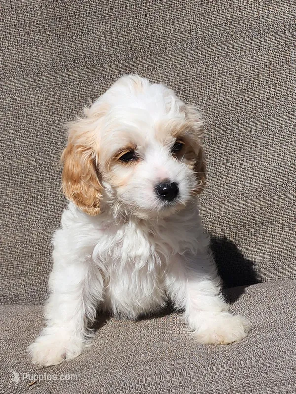 Linus F1 – Cavapoo puppy for sale in Pittsford, MI