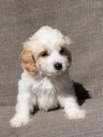 Linus REDUCED $, a male Cavapoo for sale in Pittsford, MI – 4 of 10