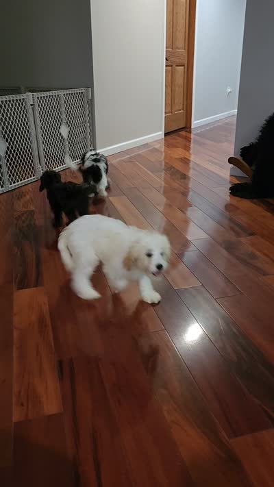 Snoopy, a male Cavapoo for sale in Pittsford, MI – 8 of 9