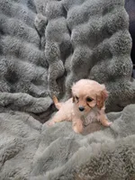 Bella, a female Cavapoo for sale in Pittsford, MI – 2 of 5