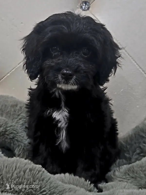 Charlie F1 – Cavapoo puppy for sale in Pittsford, MI