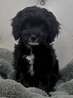 Charlie REDUCED $, a male Cavapoo for sale in Pittsford, MI – 3 of 10