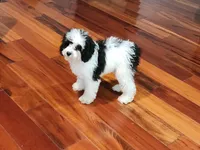 Snoopy, a male Cavapoo for sale in Pittsford, MI – 4 of 9