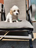 Linus F1, a male Cavapoo for sale in Pittsford, MI – 9 of 9