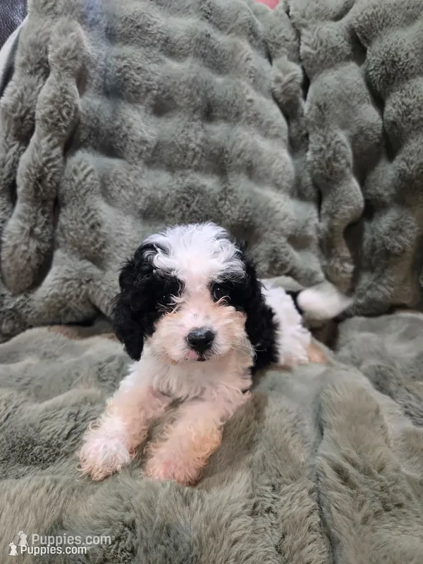 Snoopy – Cavapoo puppy for sale in Pittsford, MI