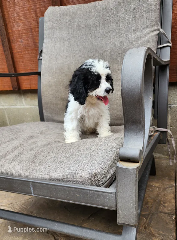 Snoopy F1 – Cavapoo puppy for sale in Pittsford, MI