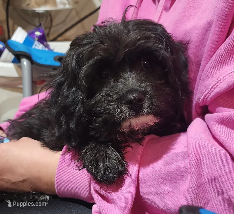 Charlie F1 – Cavapoo puppy for sale in Pittsford, MI