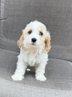 Linus REDUCED $, a male Cavapoo for sale in Pittsford, MI – 6 of 10