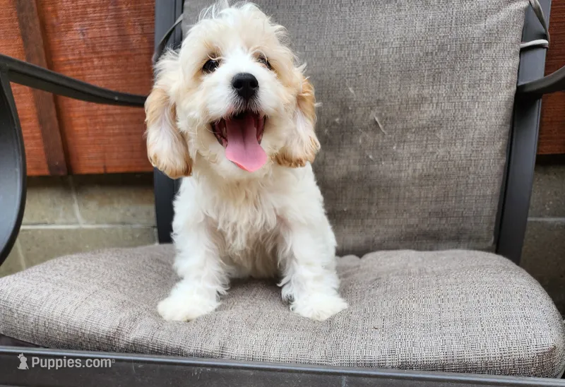 Linus F1 – Cavapoo puppy for sale in Pittsford, MI