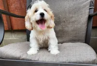 Linus REDUCED $, a male Cavapoo for sale in Pittsford, MI – 2 of 10