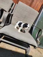 Snoopy F1, a male Cavapoo for sale in Pittsford, MI – 9 of 10