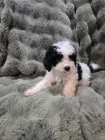Snoopy, a male Cavapoo for sale in Pittsford, MI – 6 of 7